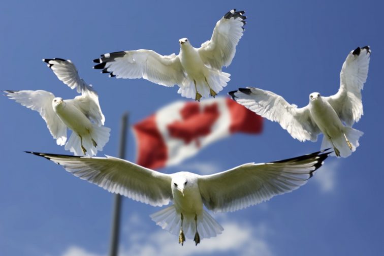 gulls-formation-flag-sky-blue-flags-color